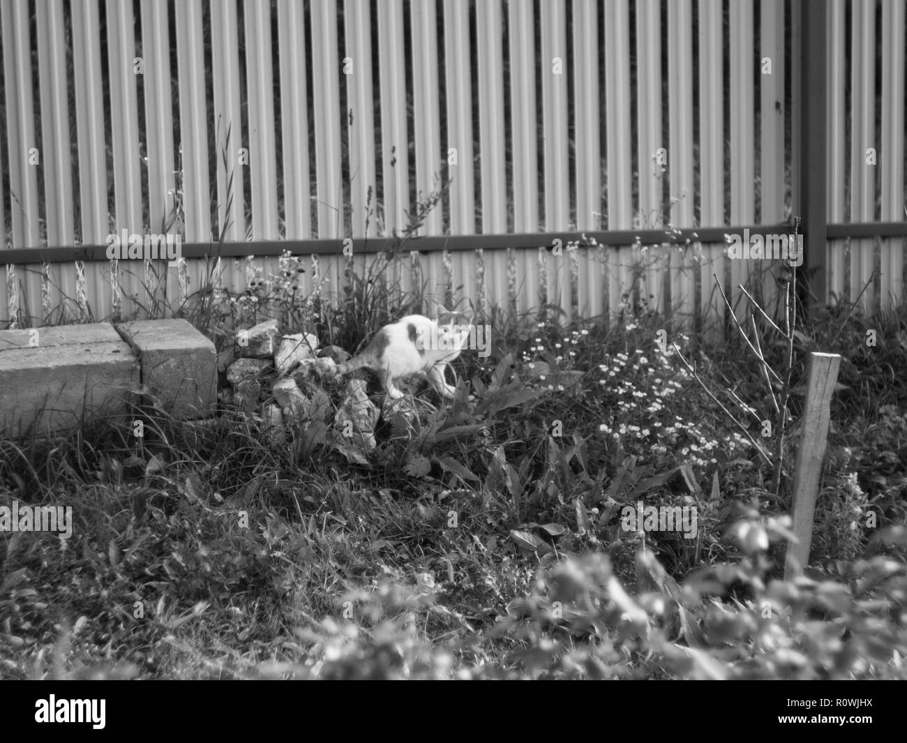 Halbjahr - altes Kätzchen im Garten, ein schwarz-weiß Foto Stockfoto