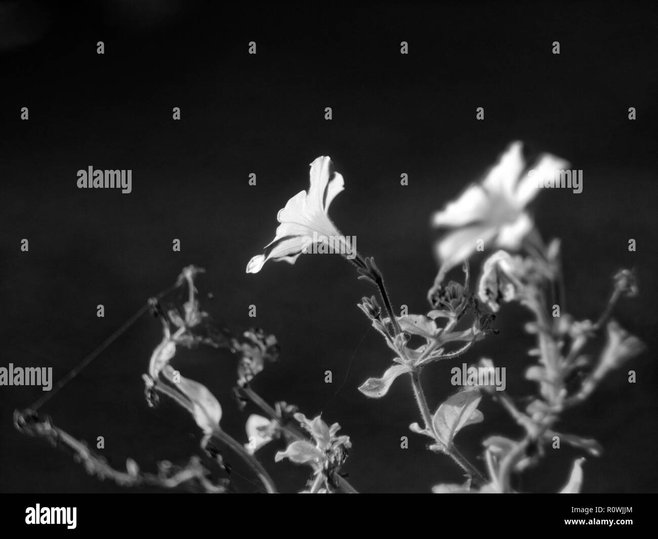 Blumen Petunie im Garten, Makro, die Schwarz-Weiß-Fotografie Stockfoto