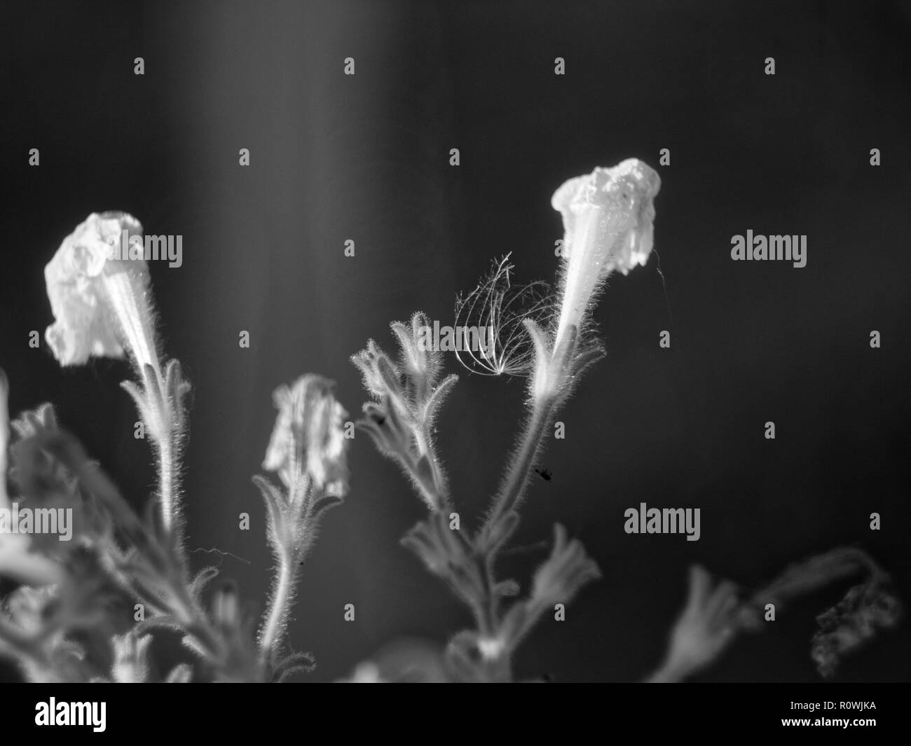 Blumen Petunie im Garten, Makro, die Schwarz-Weiß-Fotografie Stockfoto