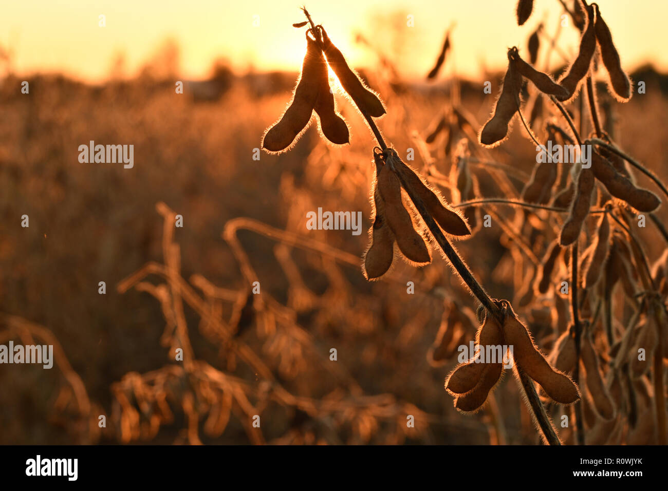 Reifen Sojabohne Hülsen, Hinterleuchtet am Abend die Sonne. Soja Landwirtschaft Stockfoto