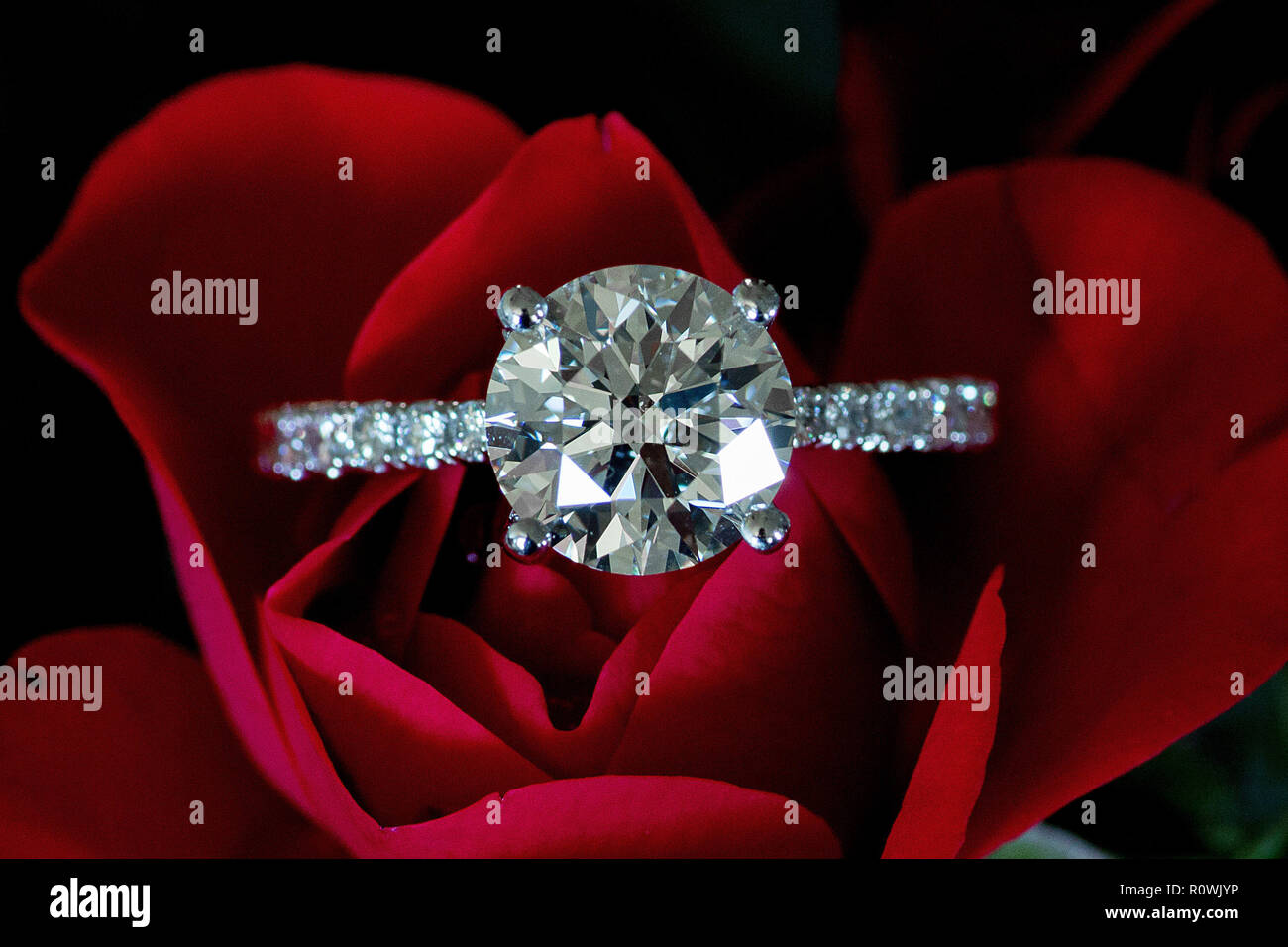 Platinum Diamond Ring auf rote Rose (Herz & Pfeile) Stockfoto