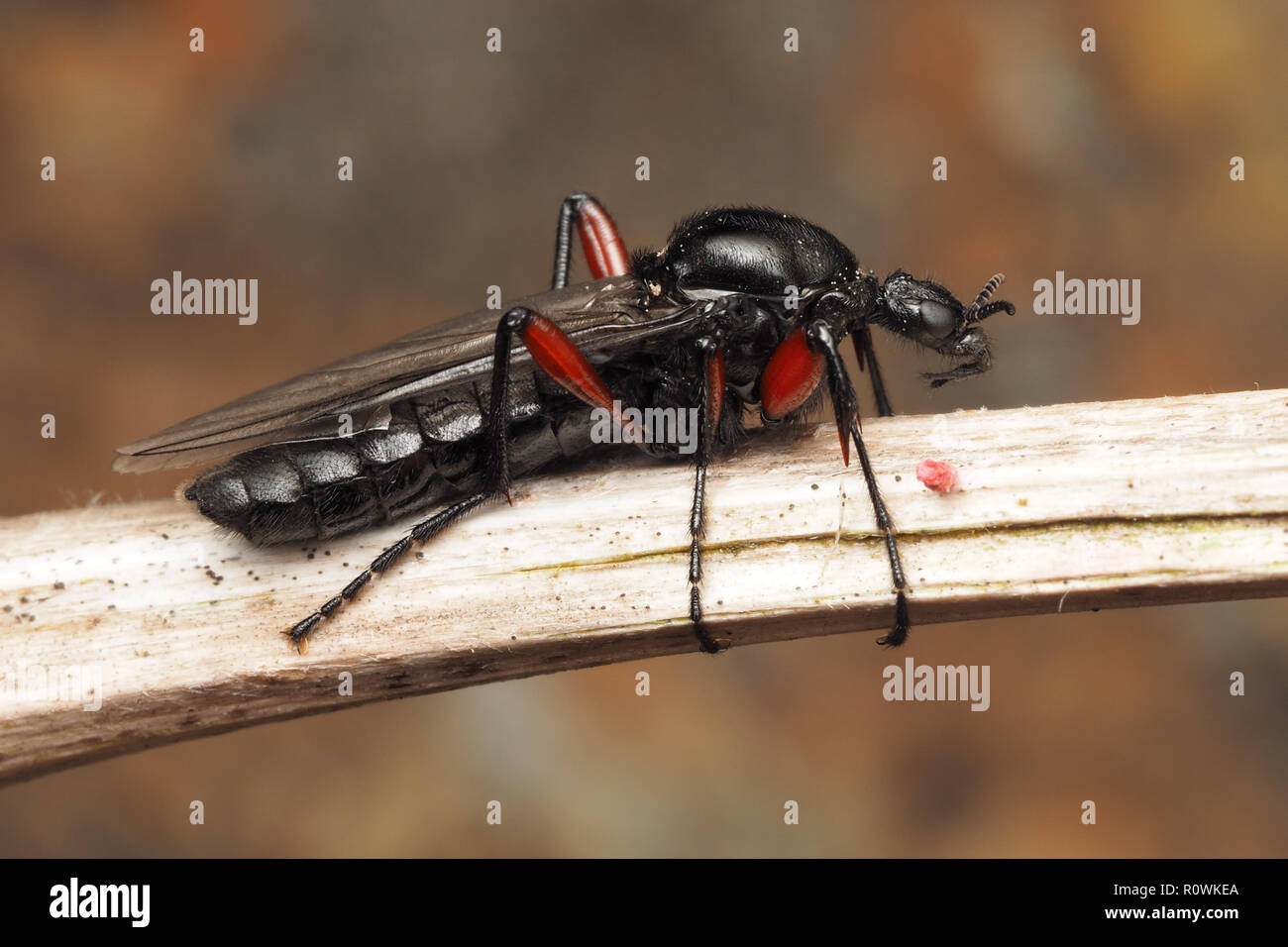 Weibliche Bibio pomonae Fliegen thront auf pflanzlichen Stammzellen. Tipperary, Irland Stockfoto