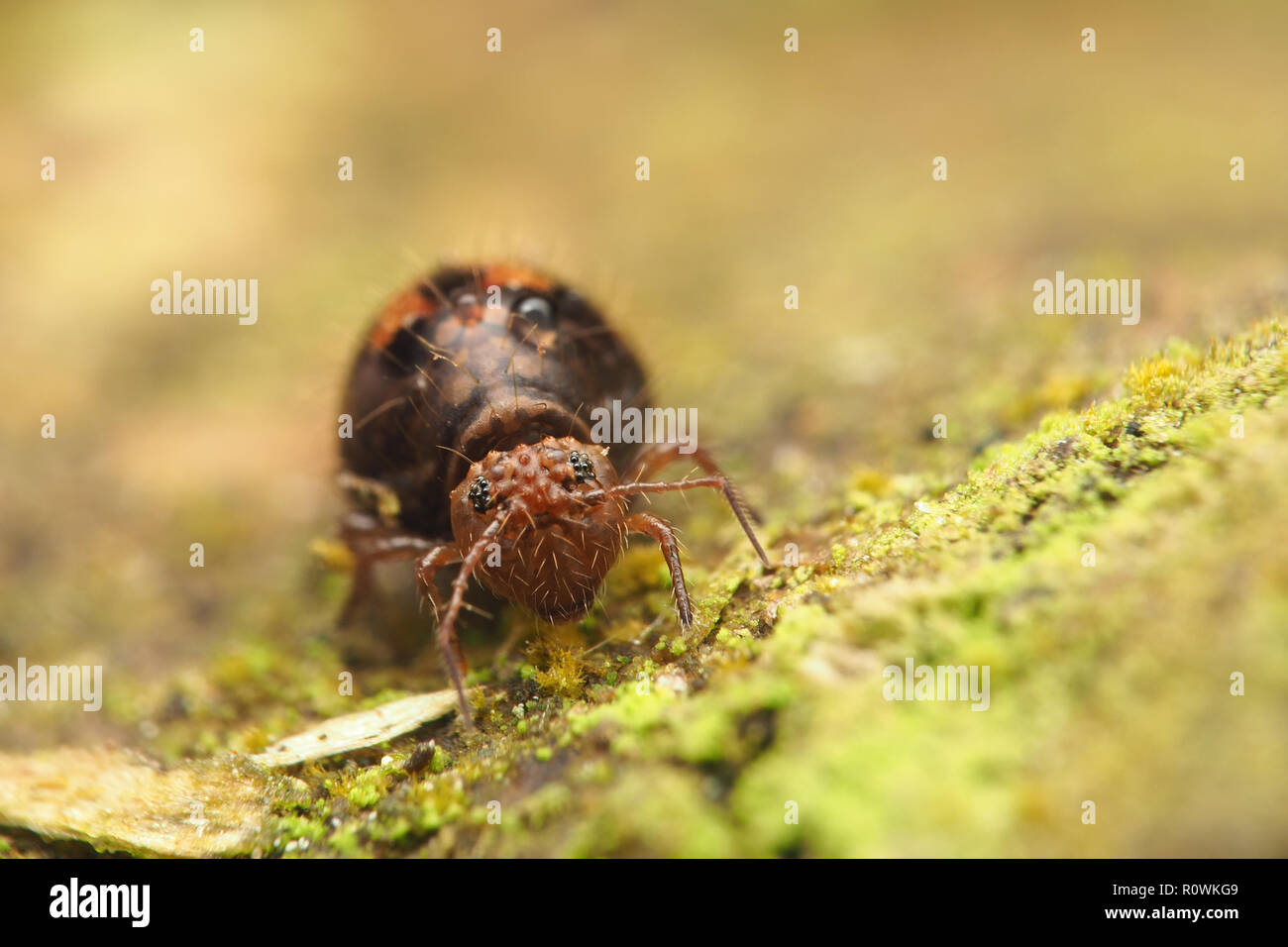 Frontalansicht des kleinen kugelförmigen Springtail (Allacma fusca) auf Ast. Tipperary, Irland Stockfoto