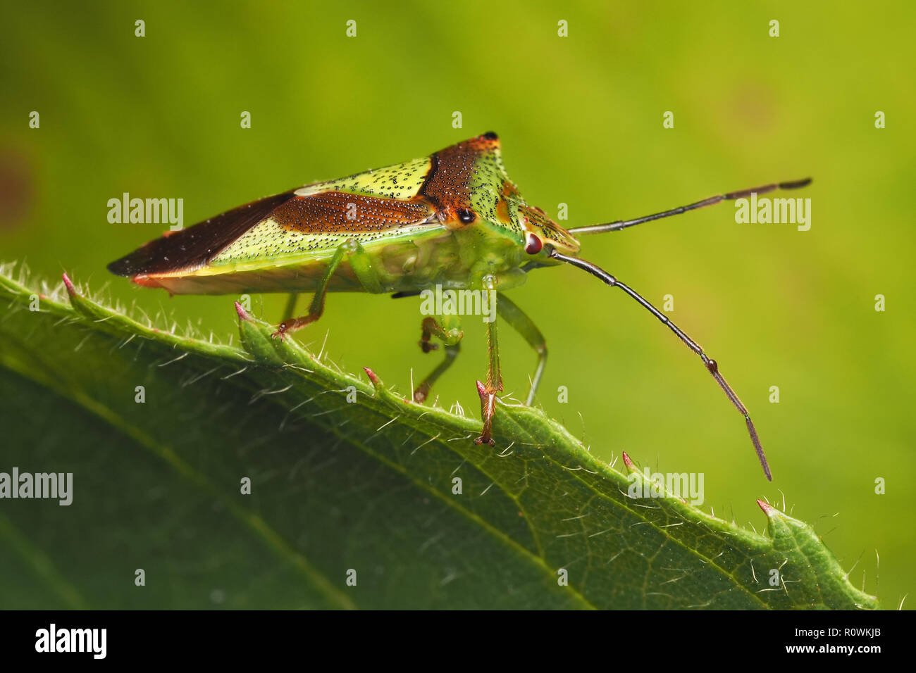 Weißdorn (Acanthosoma haemorrhoidale Shieldbug) am Rande von dornbusch Blatt thront. Tipperary, Irland Stockfoto