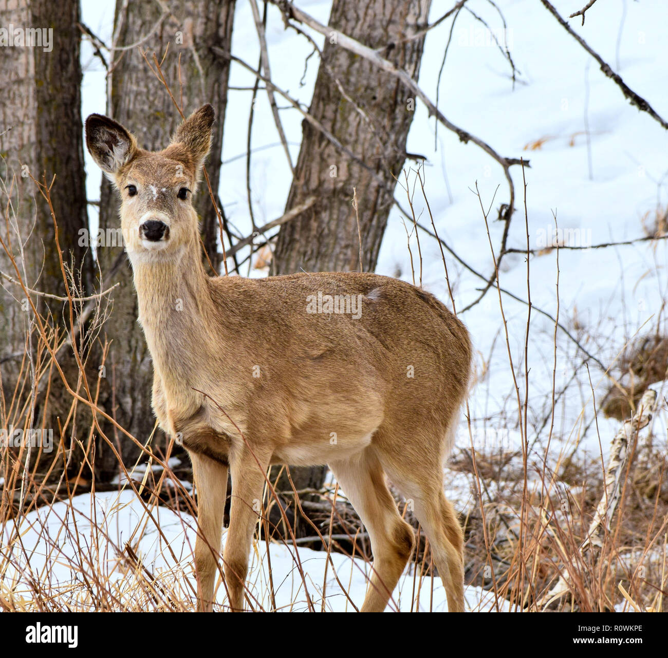 White tailed deer in unserer städtischen Park am Fish Creek. Stockfoto