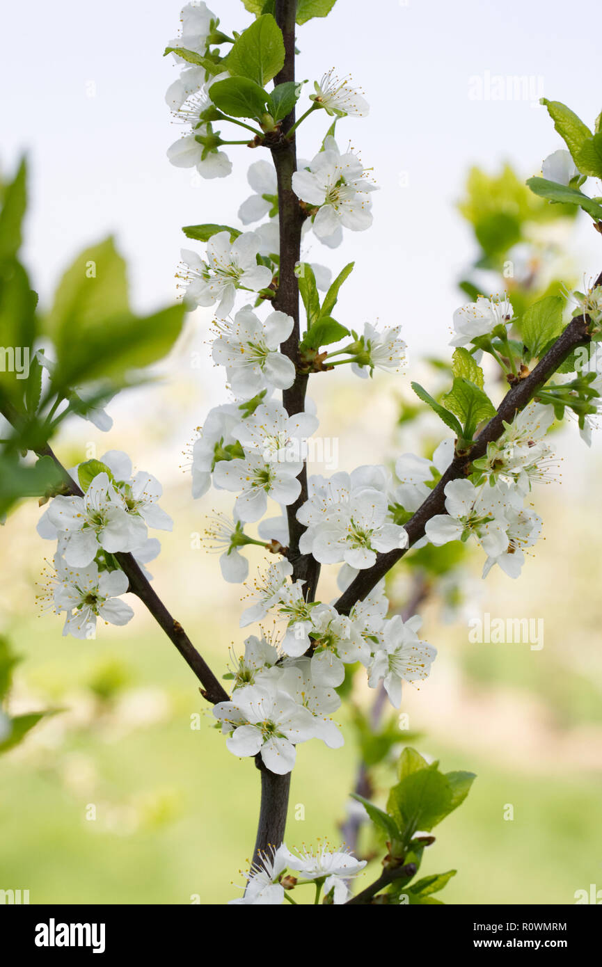 Die Prunus domestica anctus Hubertus' Blüten im Frühling. Pflaume. Stockfoto