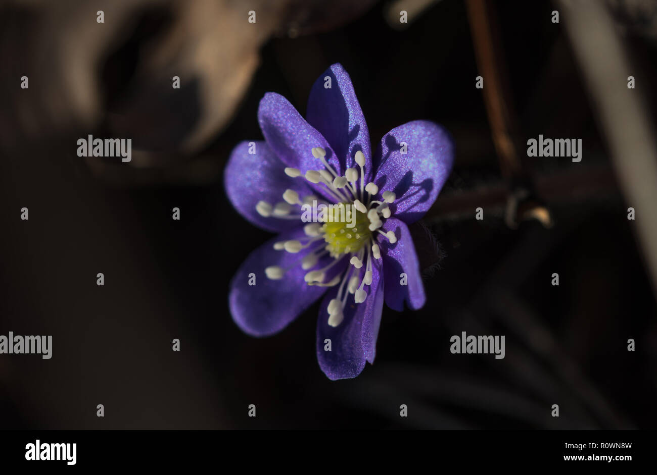 Hepatica nobilis in voller Blüte, Gruppe blau violett Lila kleine Blumen, Frühling Wildblumen, braunen Hintergrund Stockfoto