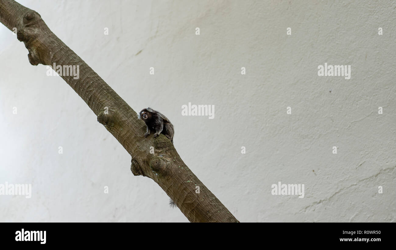 Marmoset Affe in einem Baum. Common Marmoset. Kleiner Affe. Stockfoto