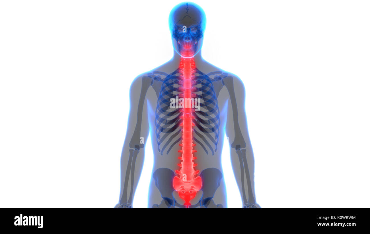 Menschliches Skelett System Wirbelsäule Anatomie Stockfotografie - Alamy
