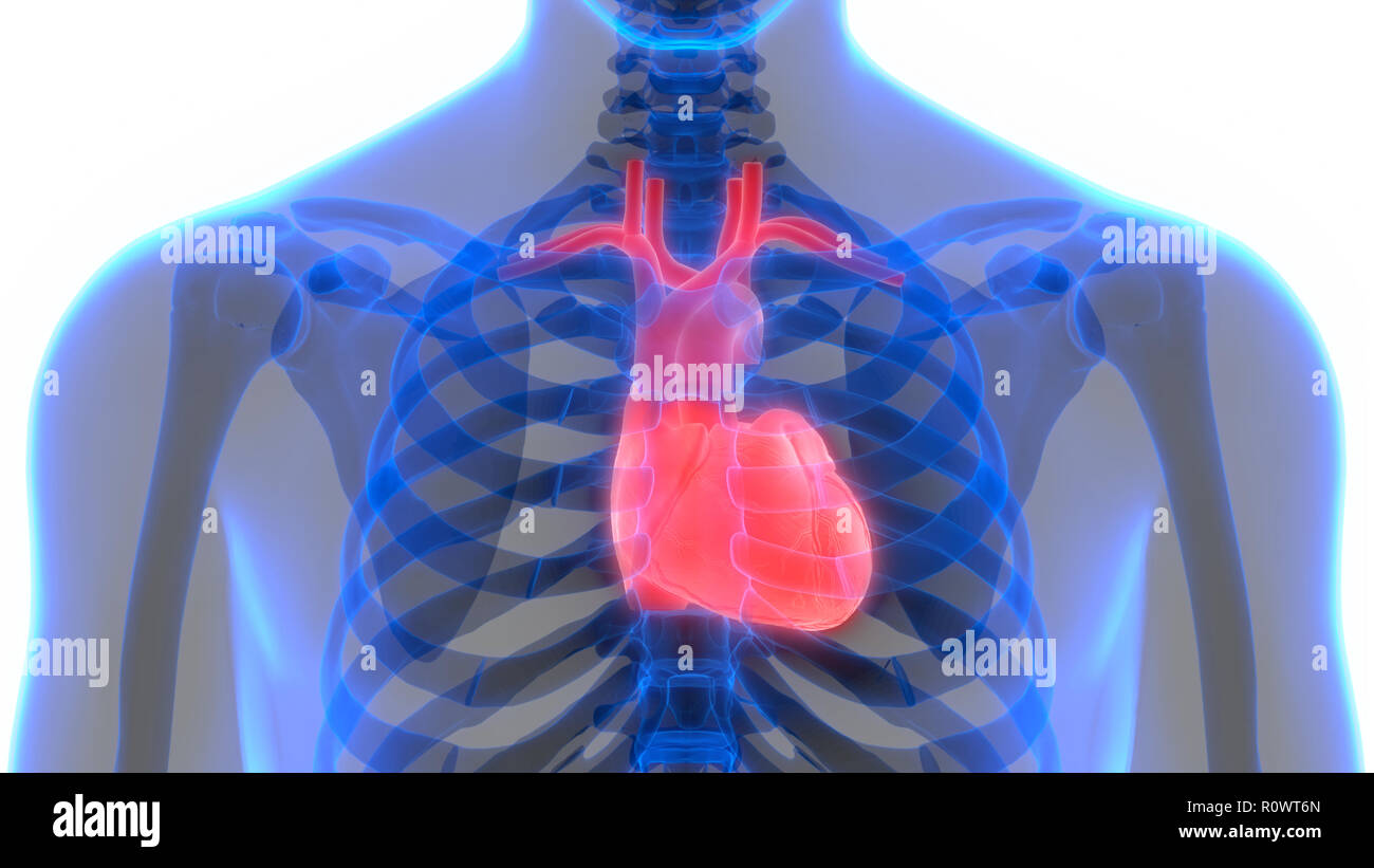 Herz-kreislauf-System Herz Anatomie Stockfoto