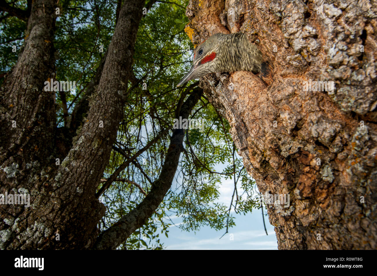 Pito real, Picus viridis Stockfoto