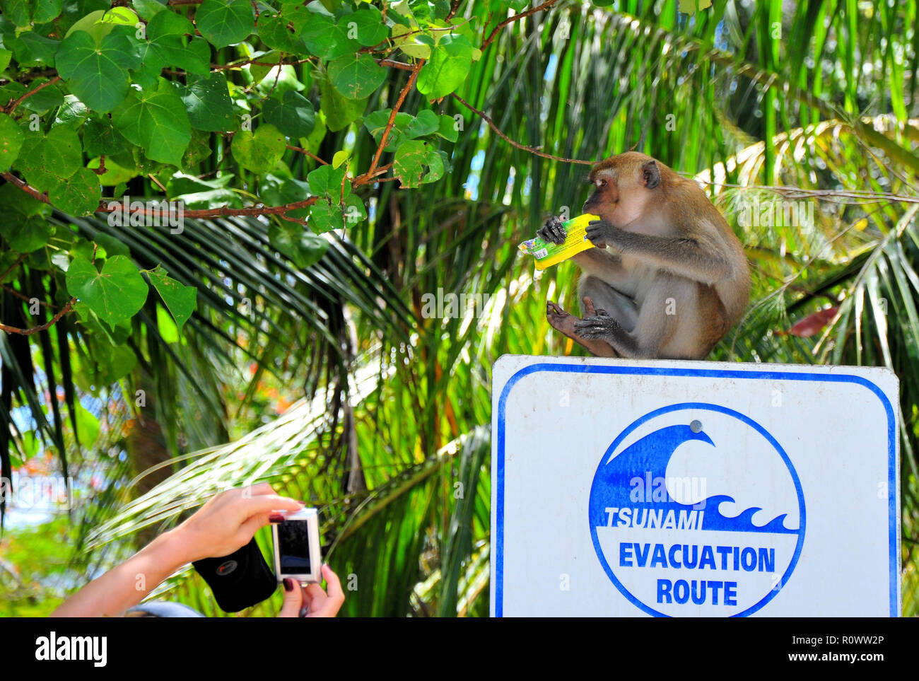 Affe mit gestohlenen Cookie sitzen auf einem tsunami Warnschild in Krabi, Thailand, während seine Leute Foto Stockfoto