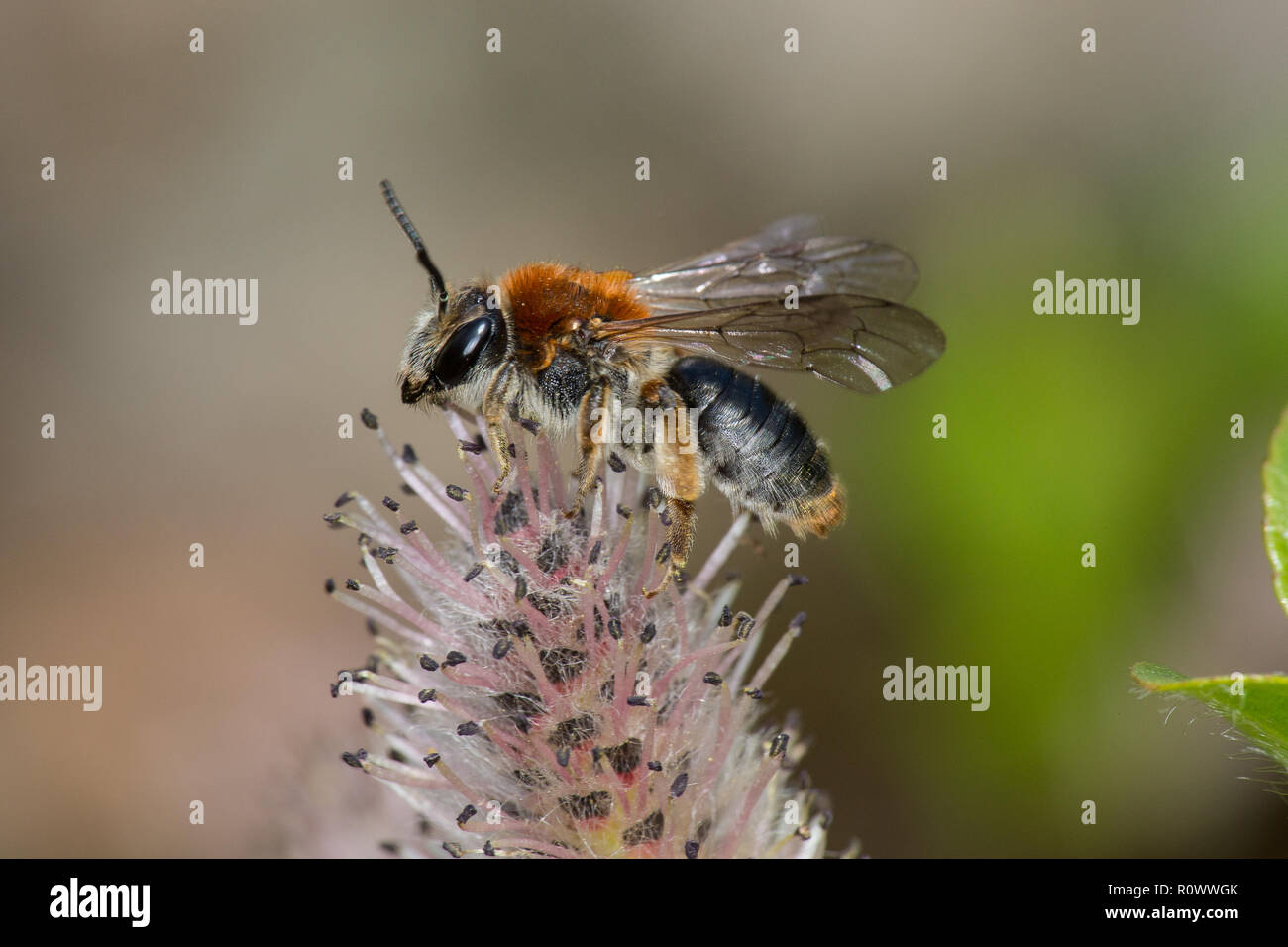 Frühe Bergbau Biene, Andrena haemorrhoa, männlich Stockfoto