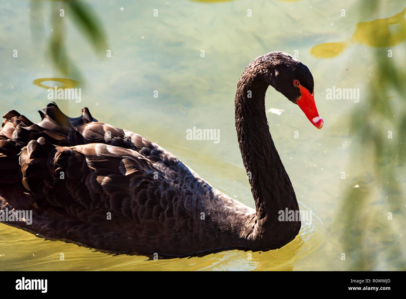 Black Swan oder Cygnus atratus schwimmt im Fluss Stockfoto