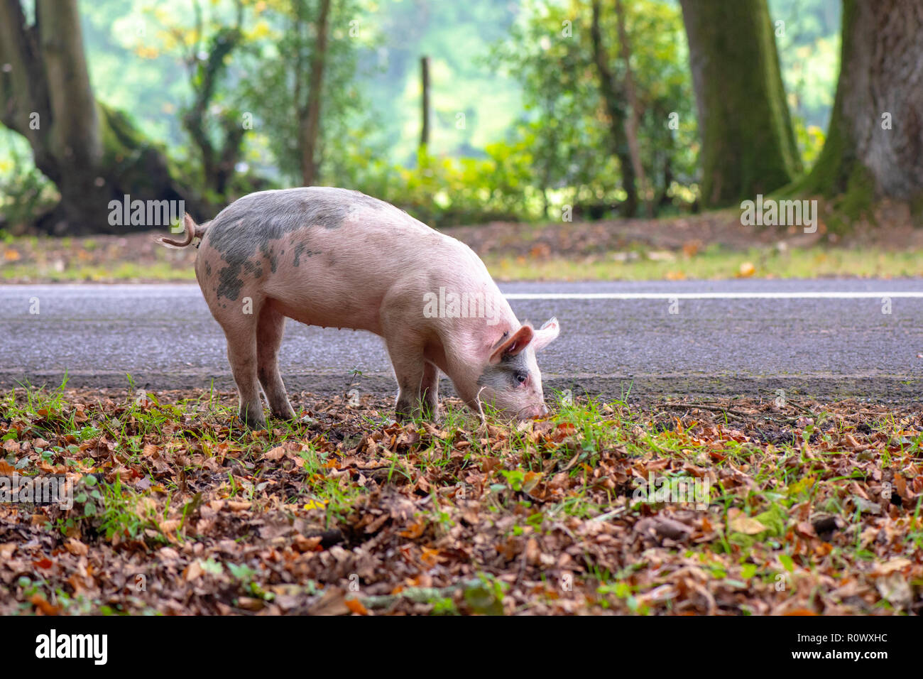 Schweine essen Eicheln im New Forest National Park, Hampshire, UK, eine Praxis, die man als Pannage Stockfoto