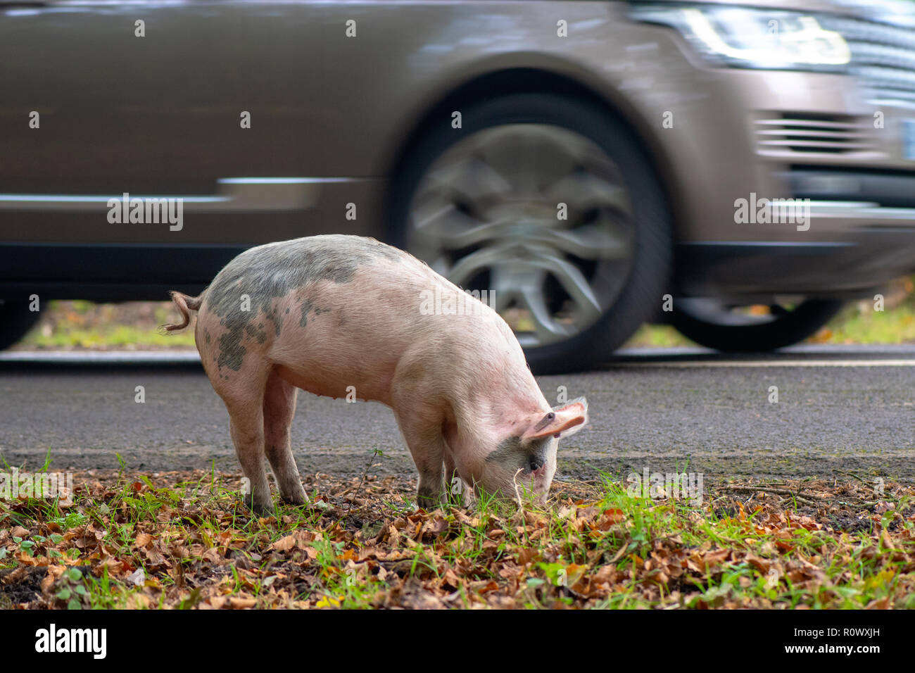 Schweine essen Eicheln im New Forest National Park, Hampshire, UK, eine Praxis, die man als Pannage Stockfoto