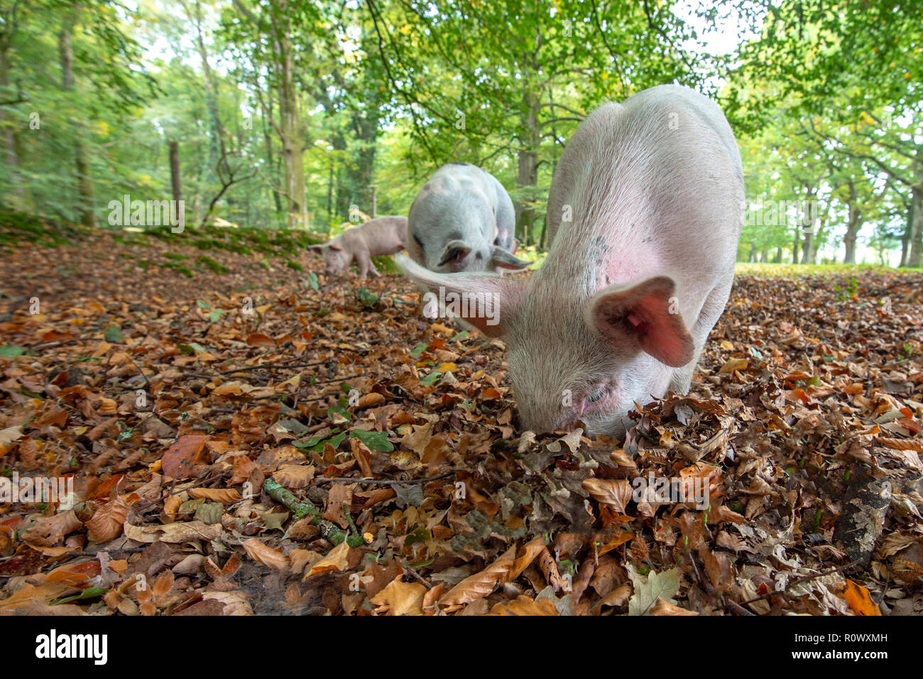 Schweine essen Eicheln im New Forest National Park, Hampshire, UK, eine Praxis, die man als Pannage Stockfoto