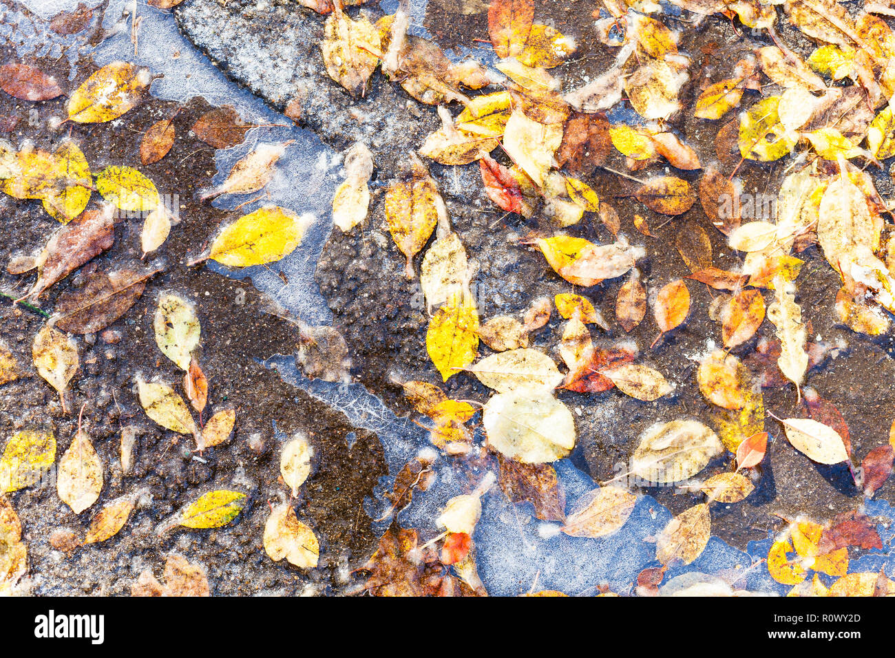 Blick von oben auf die verschiedenen Laub in der Pfütze auf der Straße im frostigen Herbst Tag gefroren Stockfoto