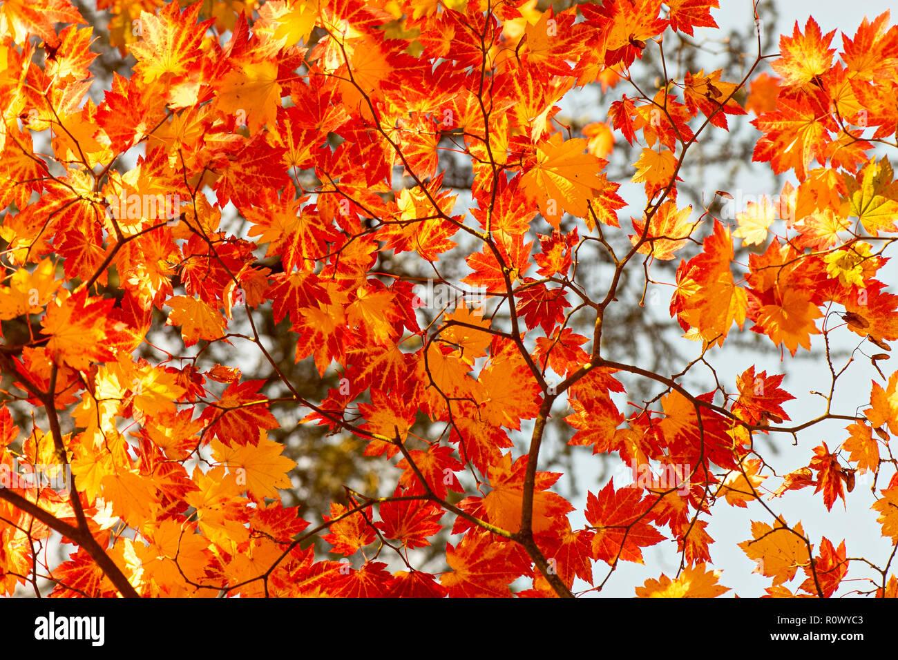 Nahaufnahme des lebhaften Herbst bunte Blätter der japanischen Ahorn - Acer palmatum Stockfoto