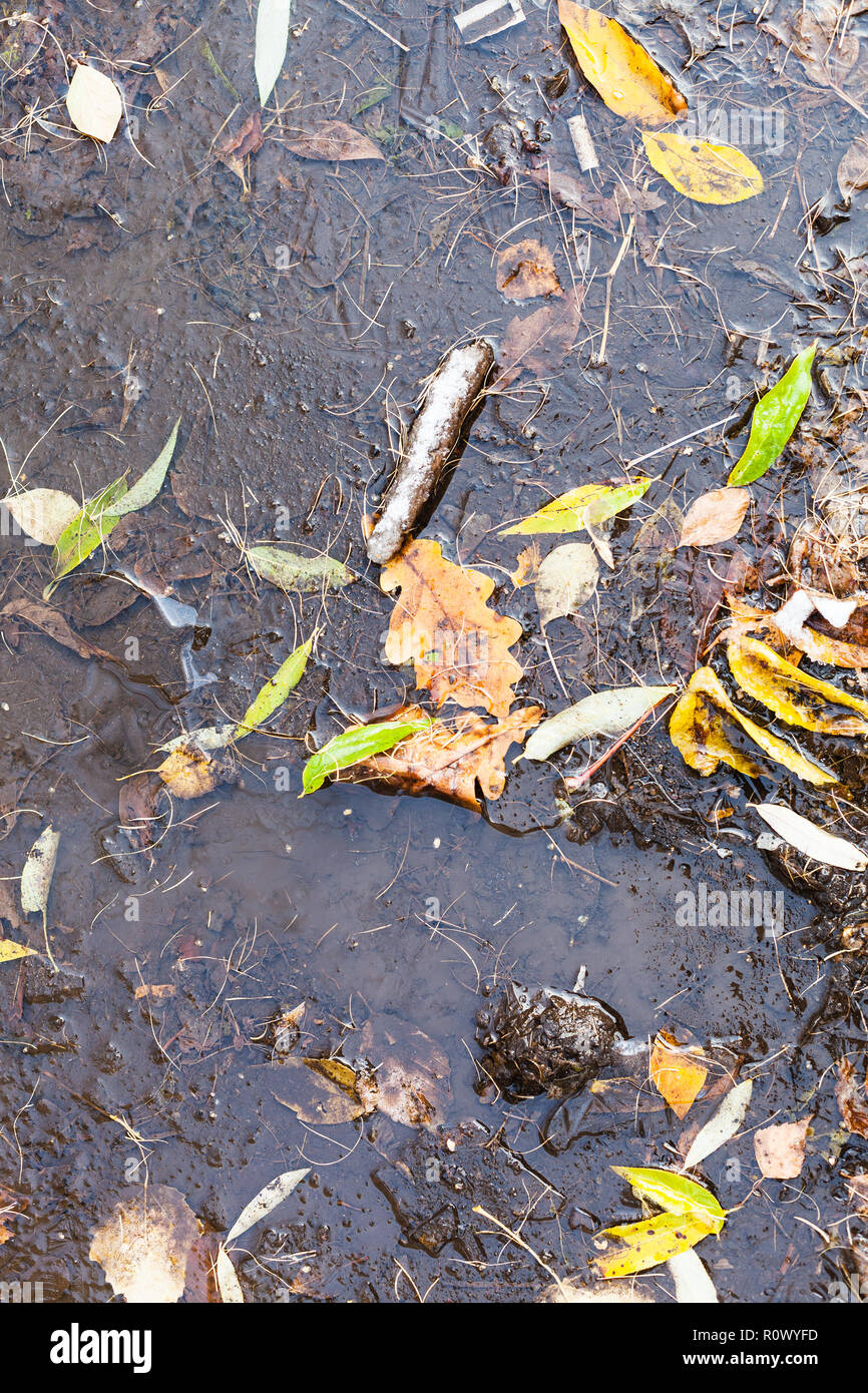Eis bedeckt Pfütze mit Laub im ersten frostigen Herbst Tag Stockfoto