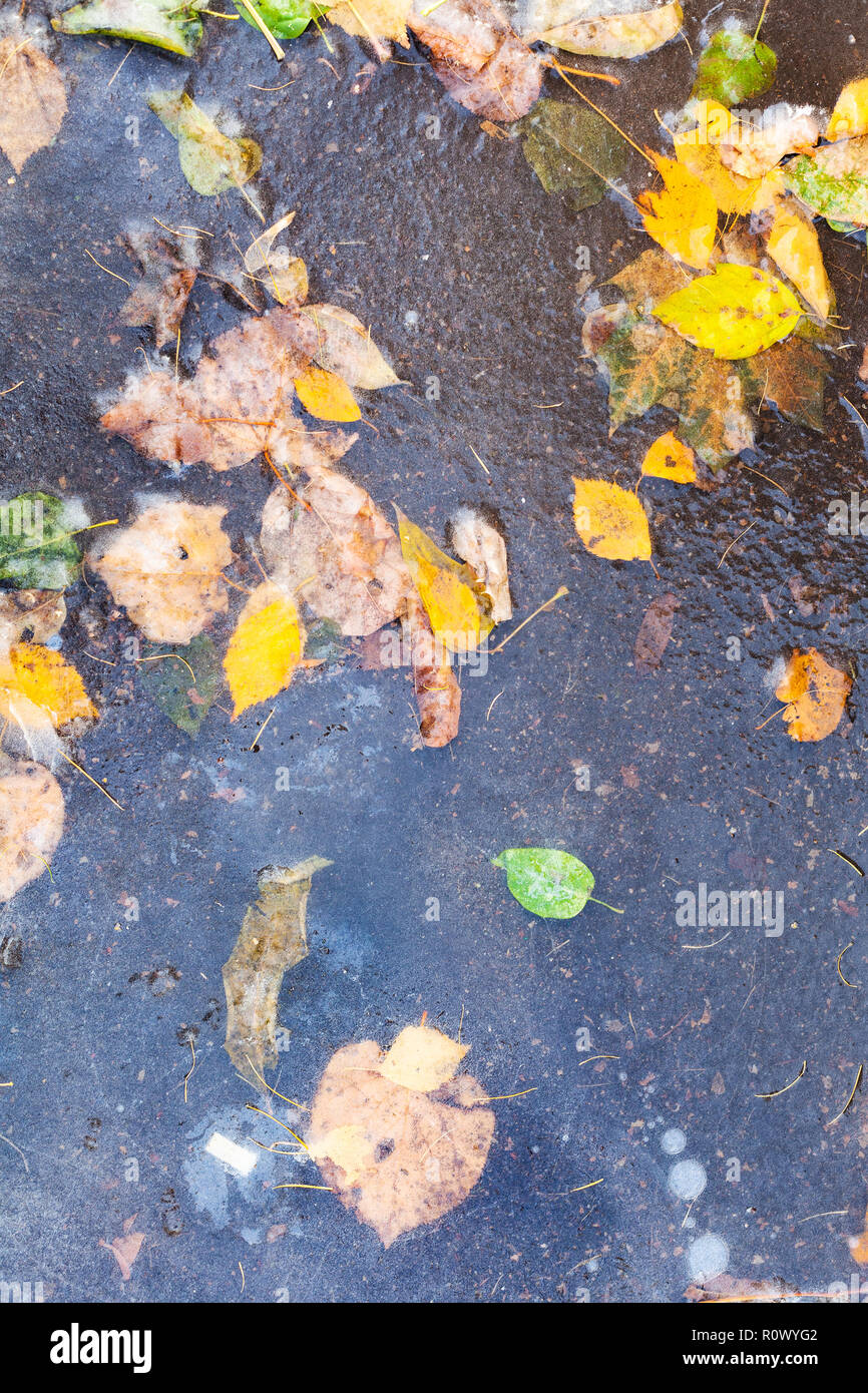 Laub im Eis der gefrorenen Pfütze im kalten Herbst Tag Stockfoto