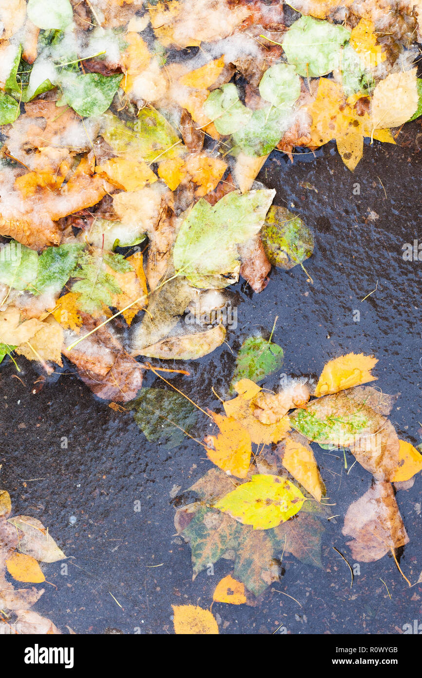 Viele gefallene Blätter Eis - in gefrorenen Pfütze im kalten Herbst Tag gebunden Stockfoto