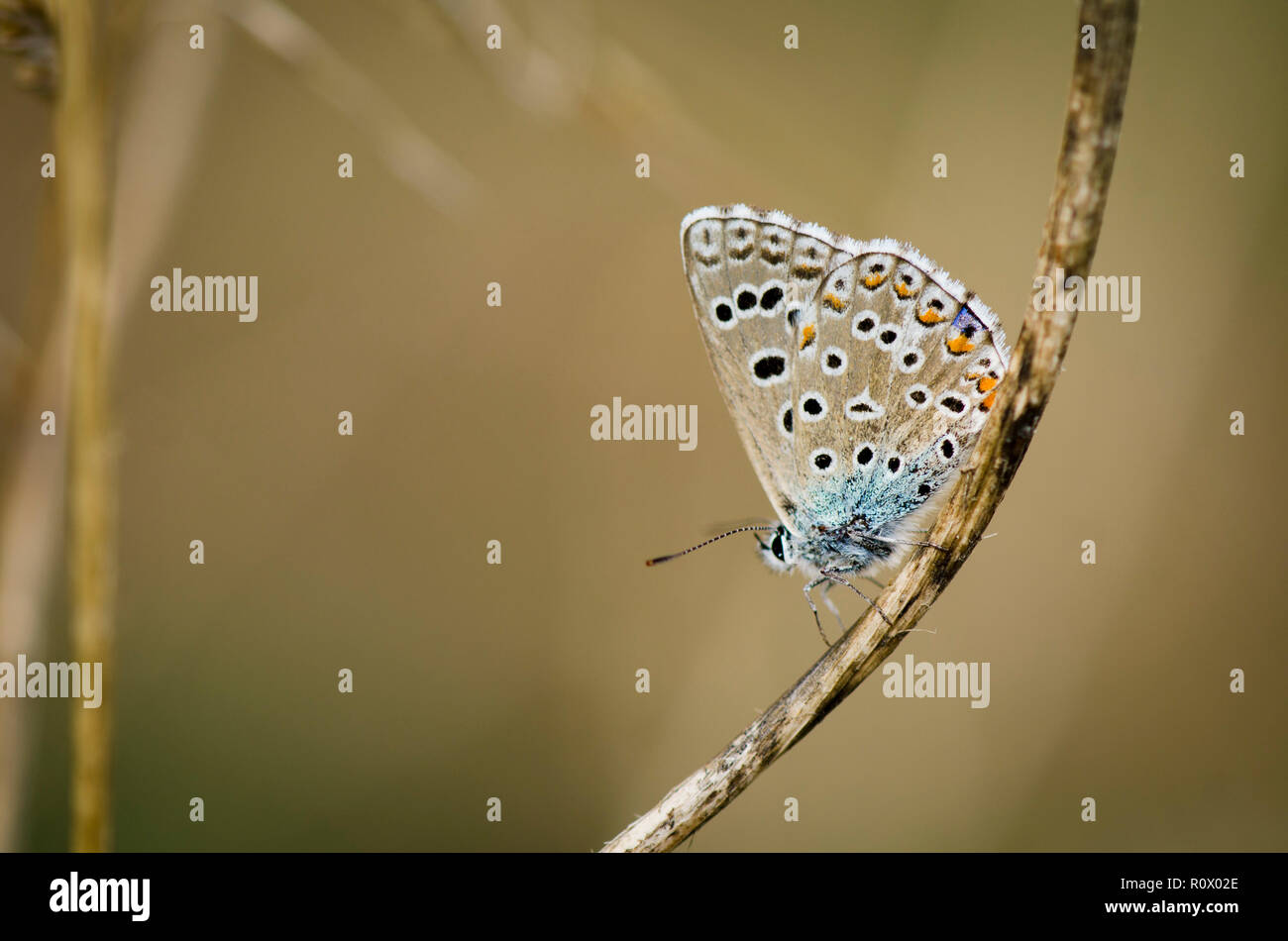 Adonis blue, Schmetterling, Polyommatus bellargus, Andalusien, Spanien. Stockfoto