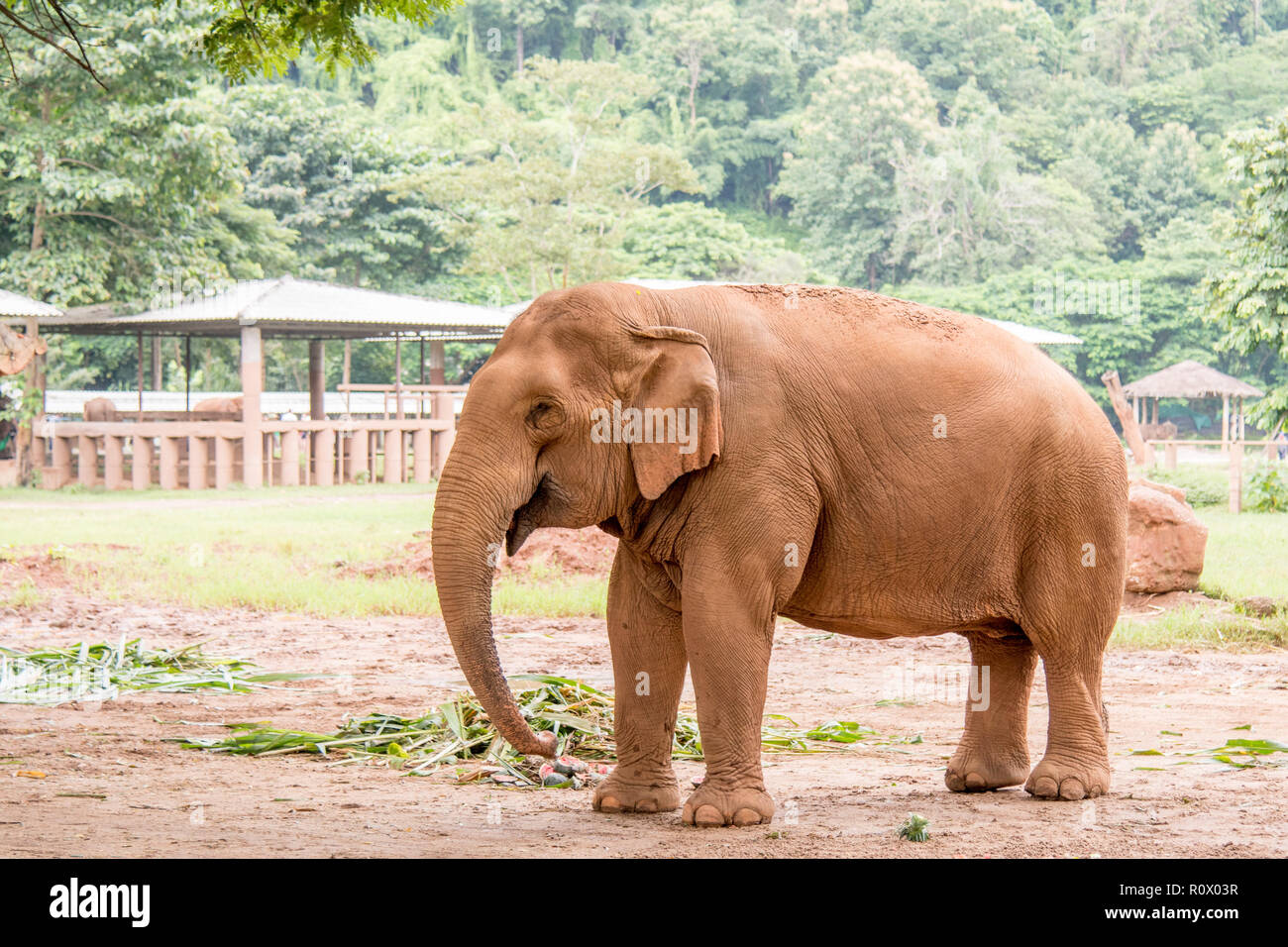 Elefant im braunen Sand in einem Elefanten Rettungs- und Rehabilitationszentrum im Norden von Thailand - Asien Stockfoto