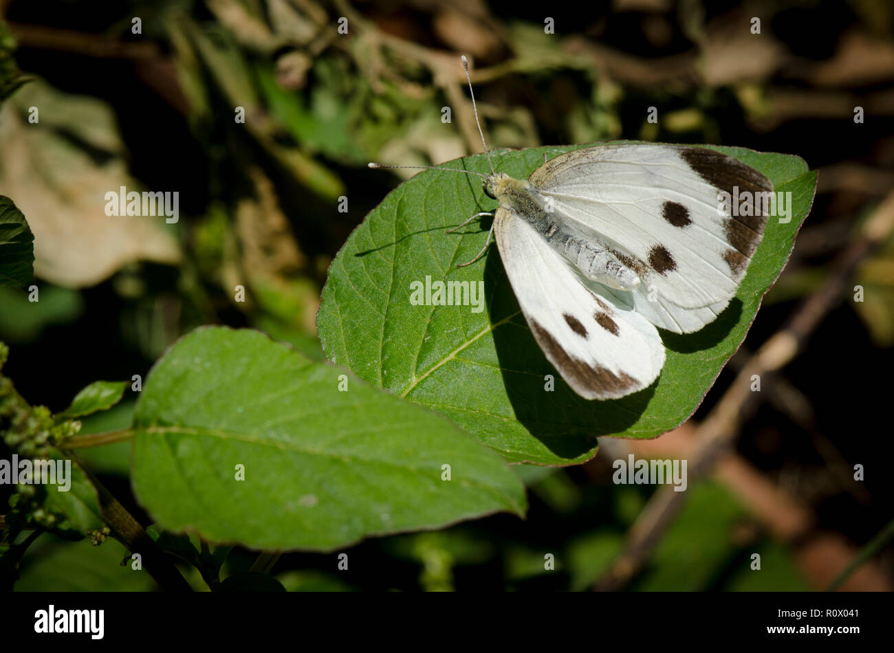 Große, weiße, Kohl Schmetterling, Kohl weiß, Piers Brasserie, ruht auf Blatt, Andalusien, Spanien. Stockfoto