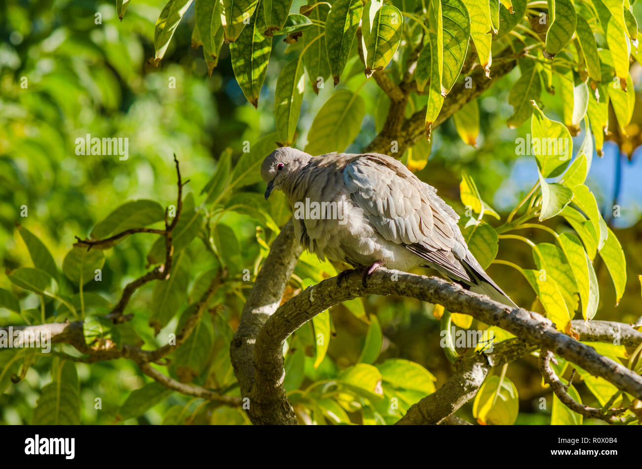 Eurasian collared Dove, Streptopelia decaocto im Park. Stockfoto