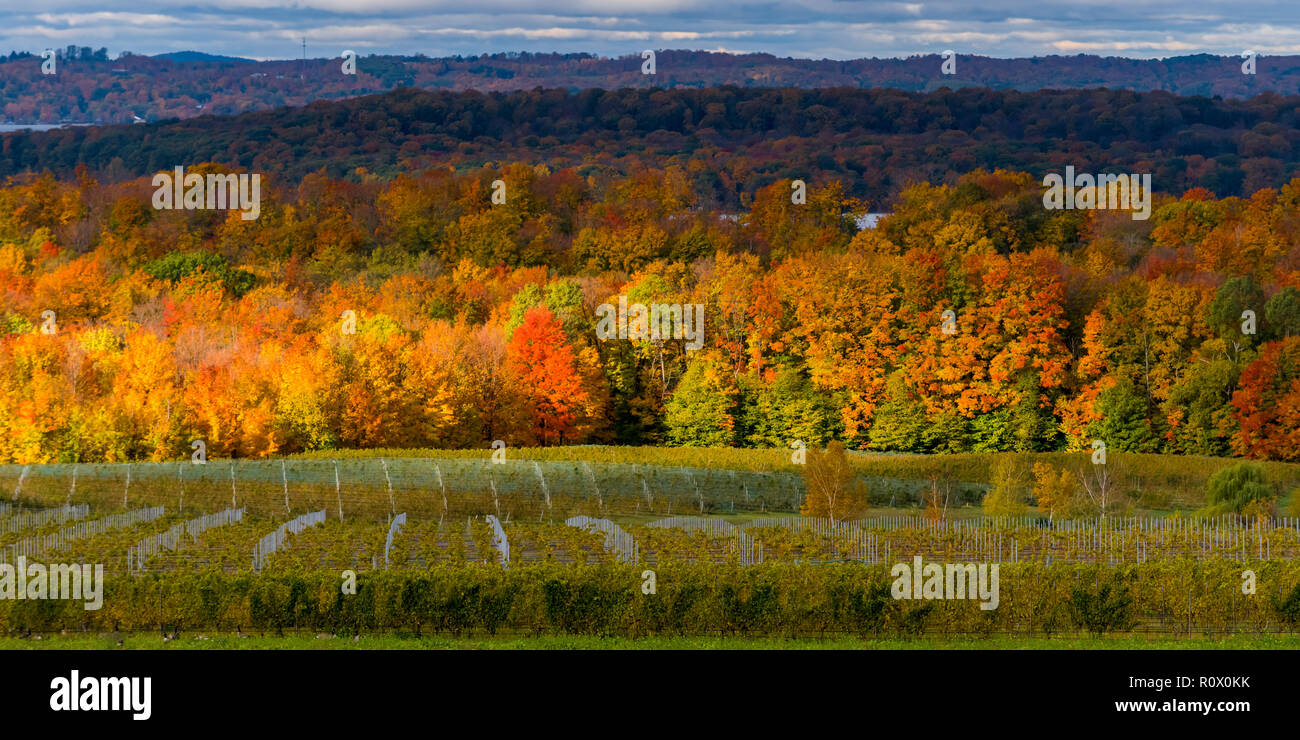 Sonne bricht durch die Wolken an einem Herbsttag Beleuchtung auf den Baum Farben und die Weinberge an Old Mission Peninsula im Herbst. Stockfoto