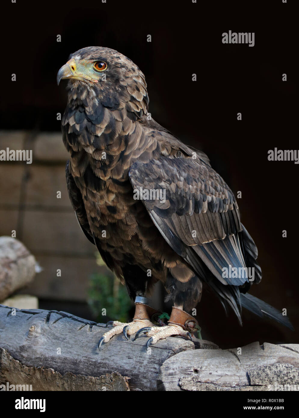 Sie Eagle (Terathopius ecaudatus) juvenile Stockfoto