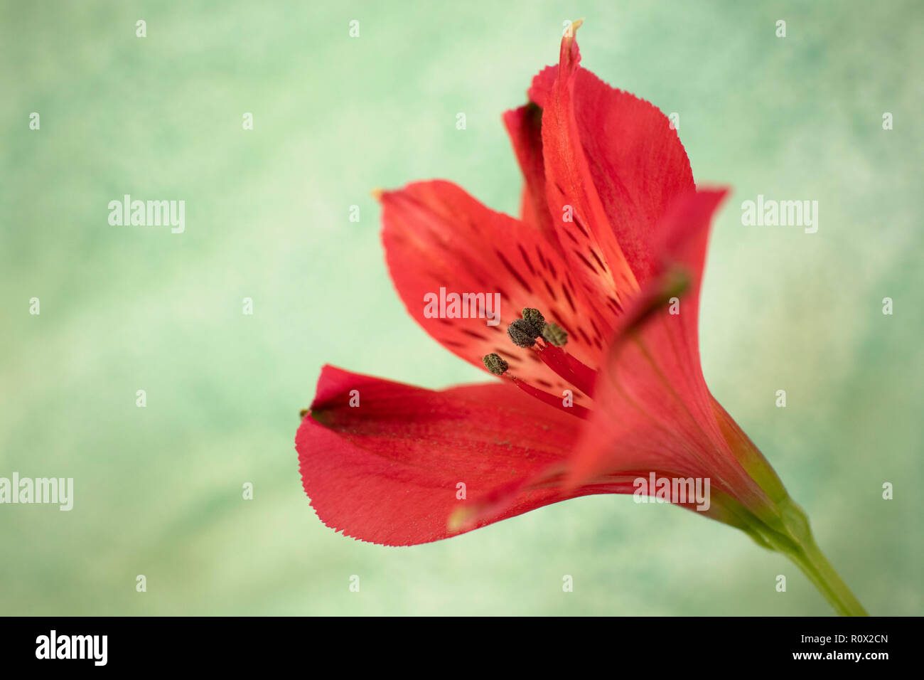 Lily der Inka mit gedämpftem grünen Hintergrund Stockfoto