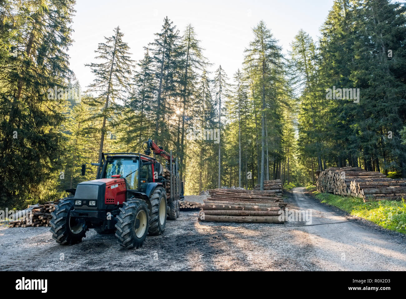 Gabelstapler Greifer Holz in Holz Verarbeitungsbetrieb, Kiefernwald, Europa Stockfoto