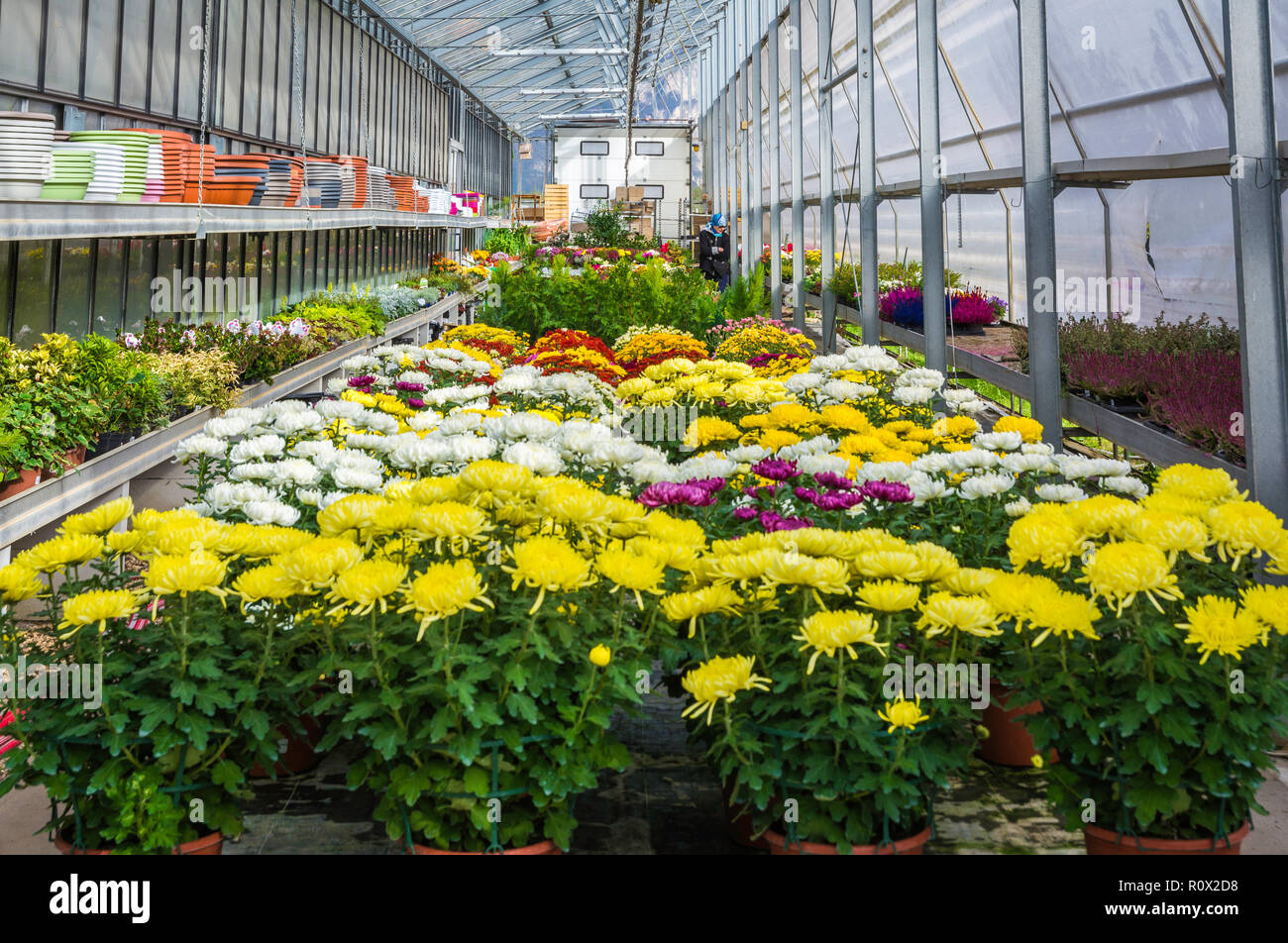 Innenraum eines großen Gewächshaus mit blühenden Blumen und Pflanzen Baumschule. Blumen und Pflanzen zum Verkauf. Trient, Norditalien, Europa Stockfoto