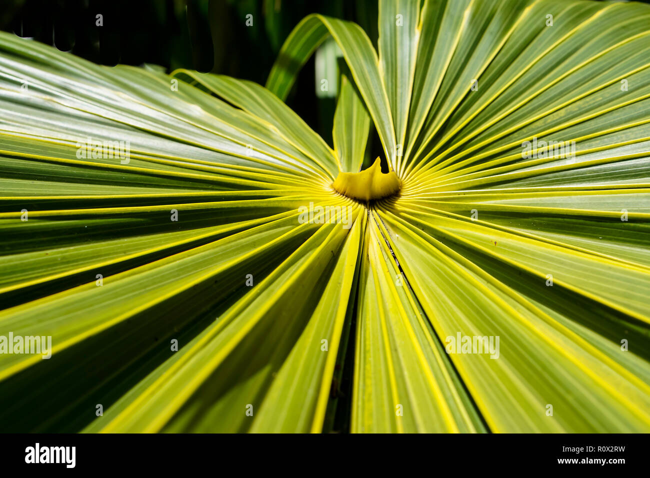 Von tropischen Palmen aus Südostasien aus Gärten in Miami, Florida. © Myrleen Pearson... Ferguson Cate Stockfoto