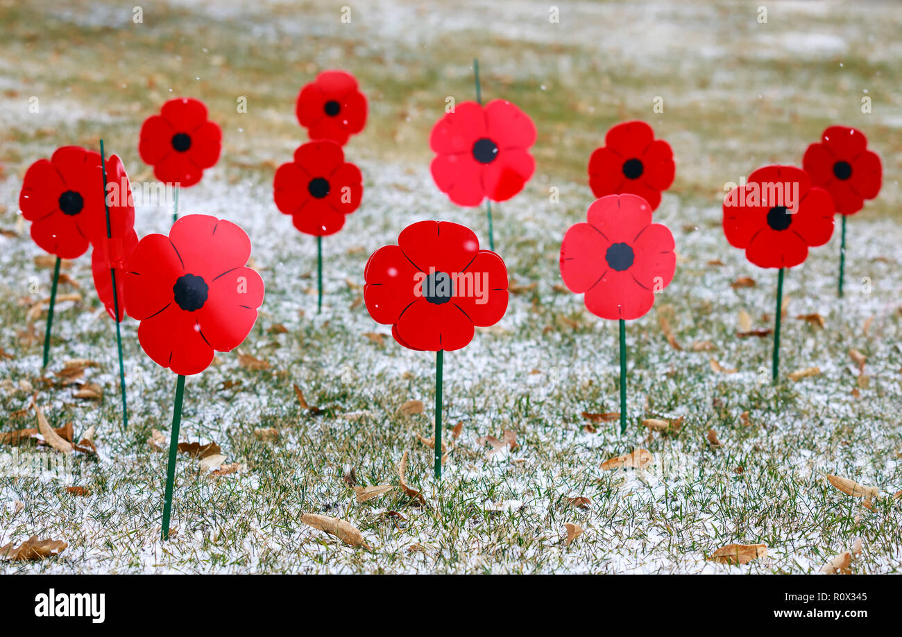 Mohn zu Ehren der Tag der Erinnerung, Winnipeg, Manitoba, Kanada. Stockfoto