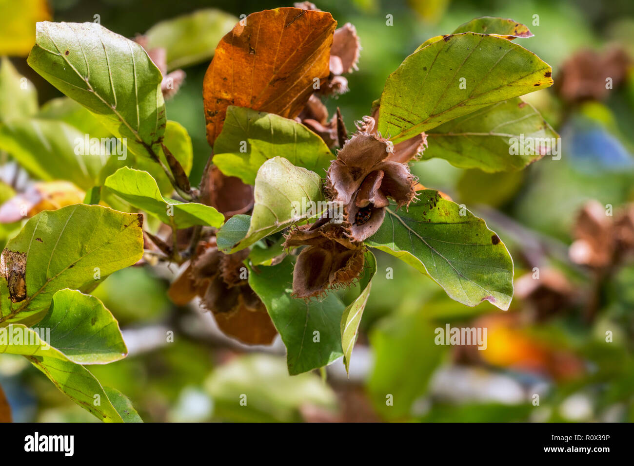 Gemeinsame europäische Buche/Buche (Fagus sylvatica) Nahaufnahme von Blättern und Nüssen in offenen cupules im frühen Herbst Stockfoto