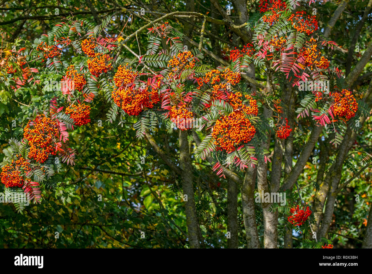 Sorbus scalaris, Arten von Rowan, beheimatet in westlichen Sichuan und Yunnan in China. Nahaufnahme von roten/orangefarbenen Beeren und Blätter Stockfoto