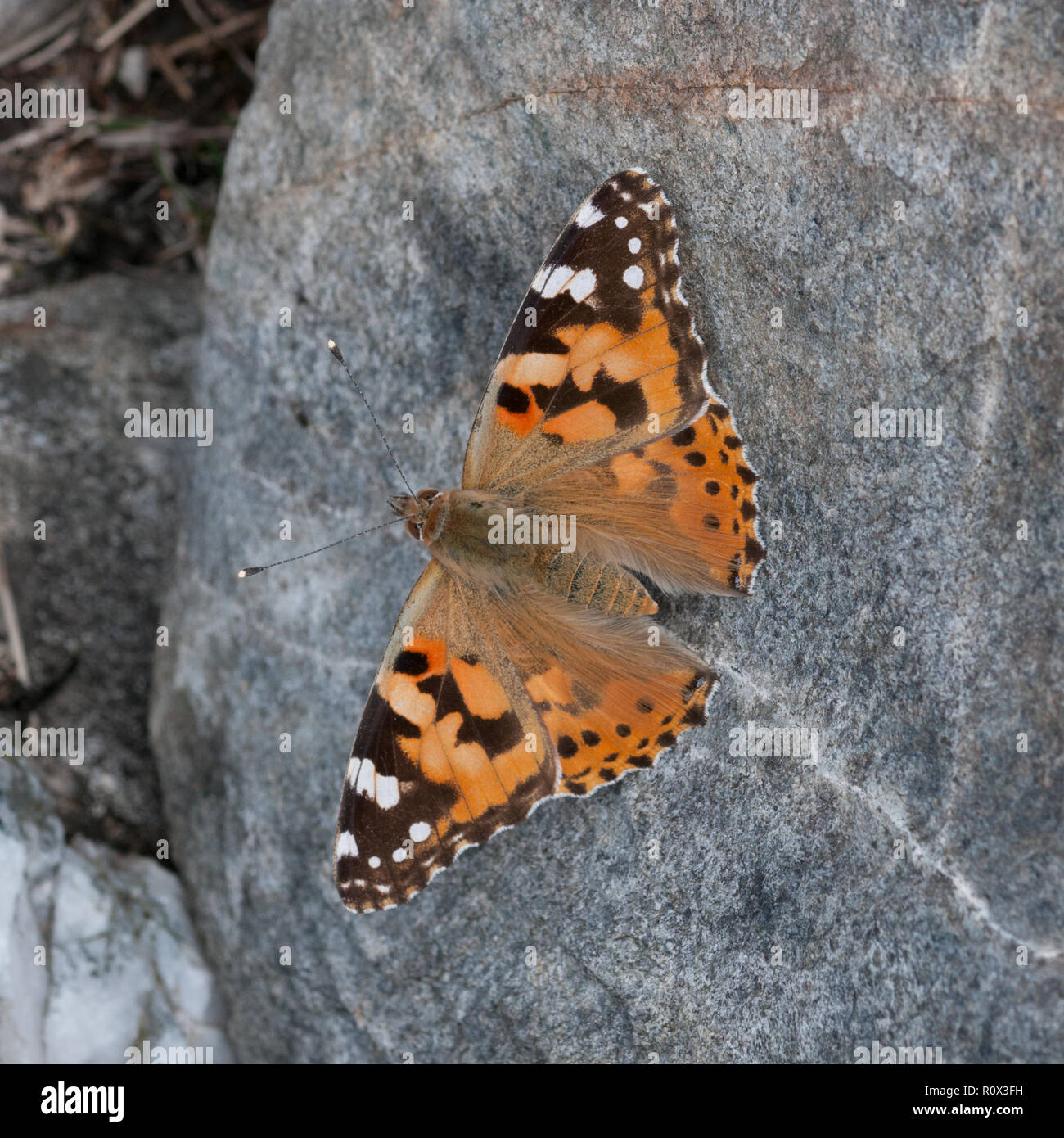 Distelfalter (Vanessa cardui) auf einem Schottischen Berge Stockfoto