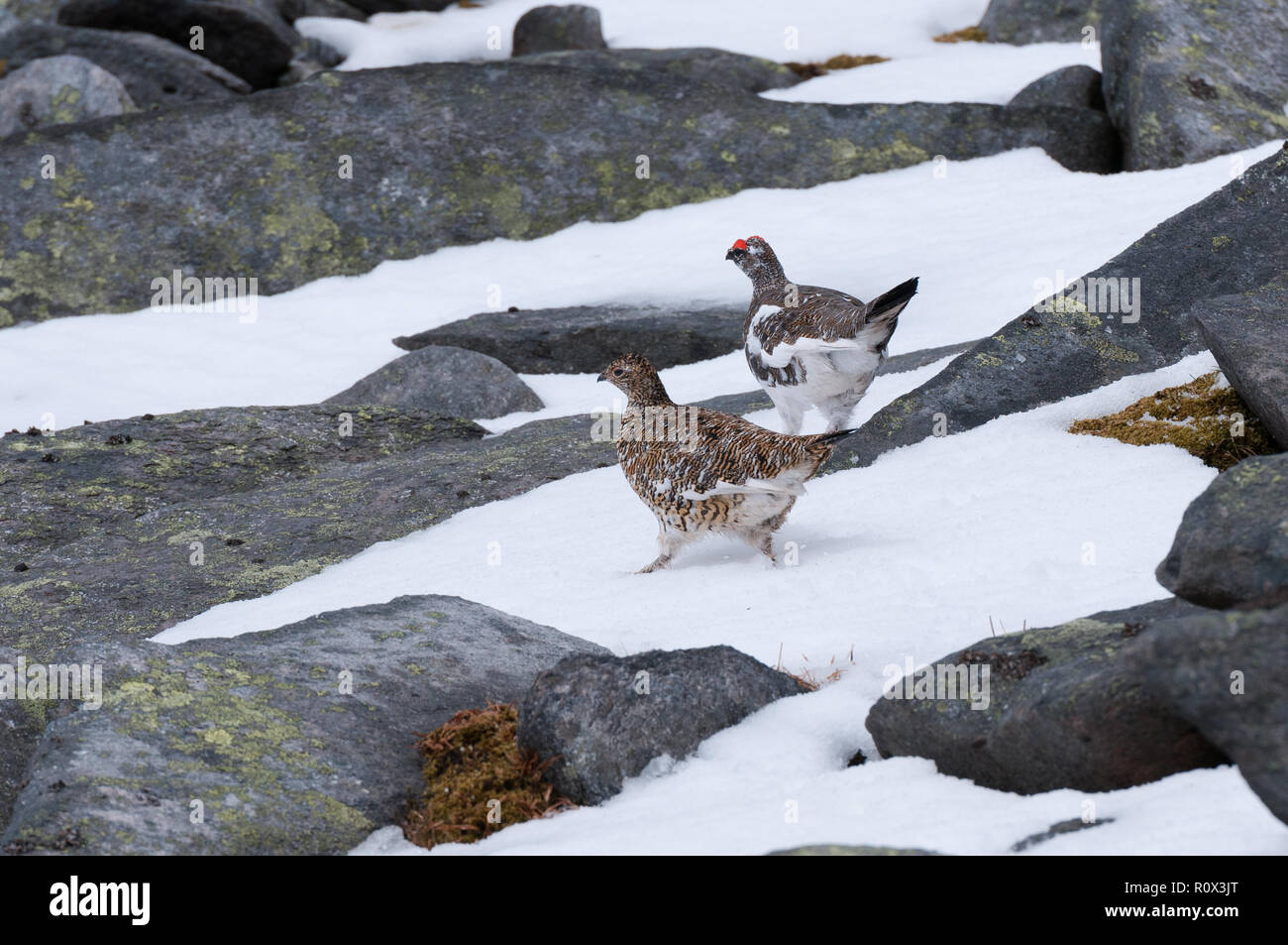 Ein paar Schneehühner (Lagopus muta) auf Ben hoffen, Schottland Stockfoto