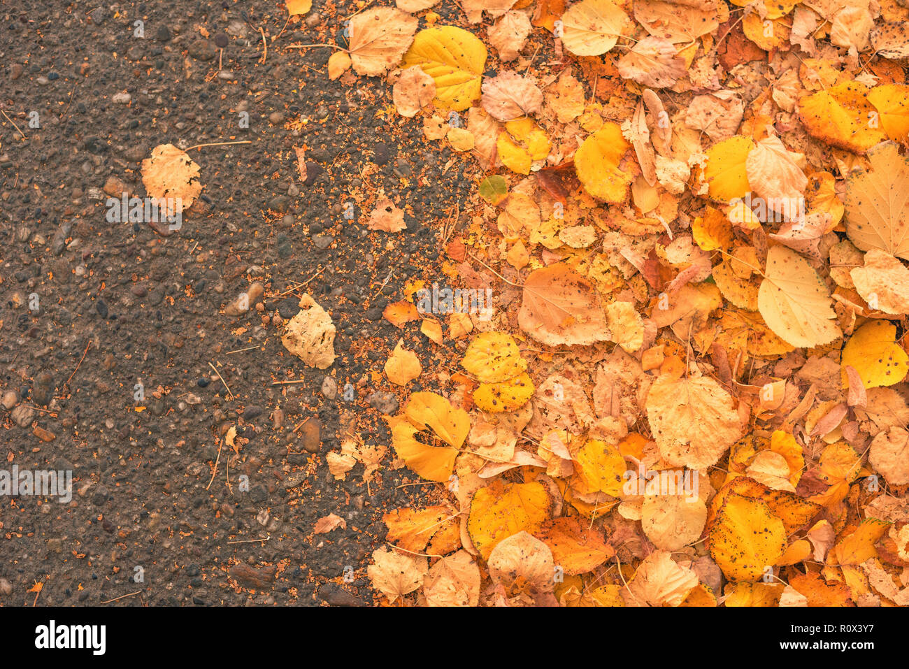 Gelben Blätter im Herbst auf der asphaltierten Straße, Blick von oben auf die herbstsaison Hintergrund Stockfoto