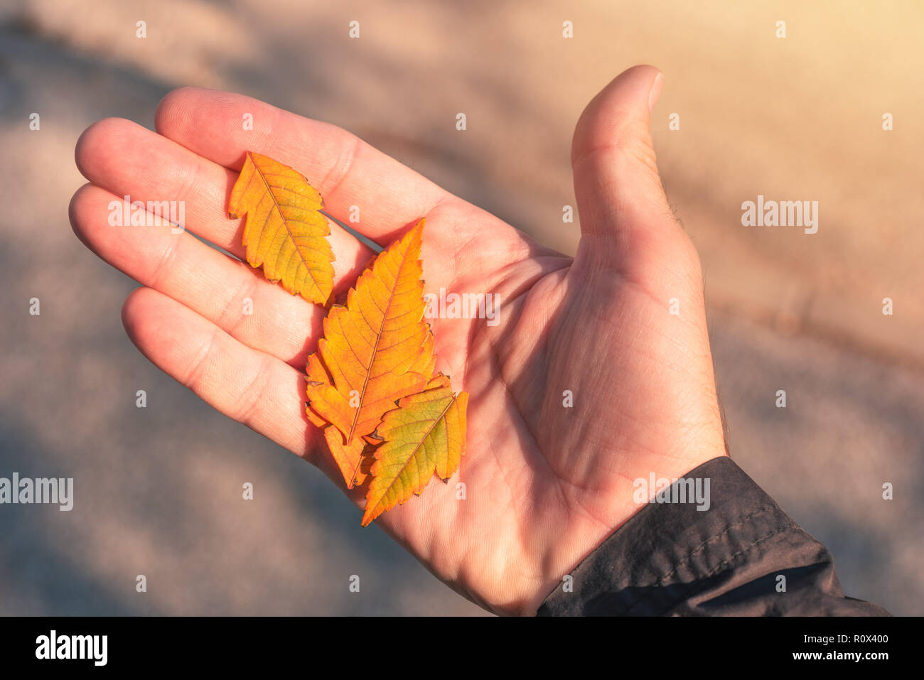 Blätter im Herbst in männlicher Hand, schließen oben mit selektiven Fokus Stockfoto