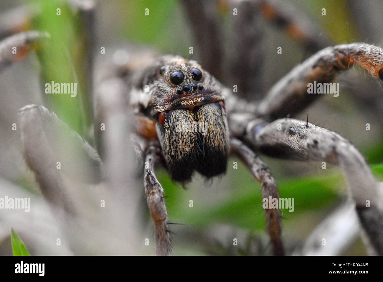 Nahaufnahme der Furchtsamen - Gesicht einer Wolf-Spider (Hogna Radiata) in ihrem natürlichen Lebensraum unter den Gräsern Stockfoto