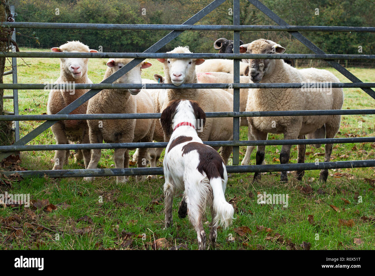 Springer Spaniel, Schaf Tierhaltung Bauernhof Feld gate Stockfoto