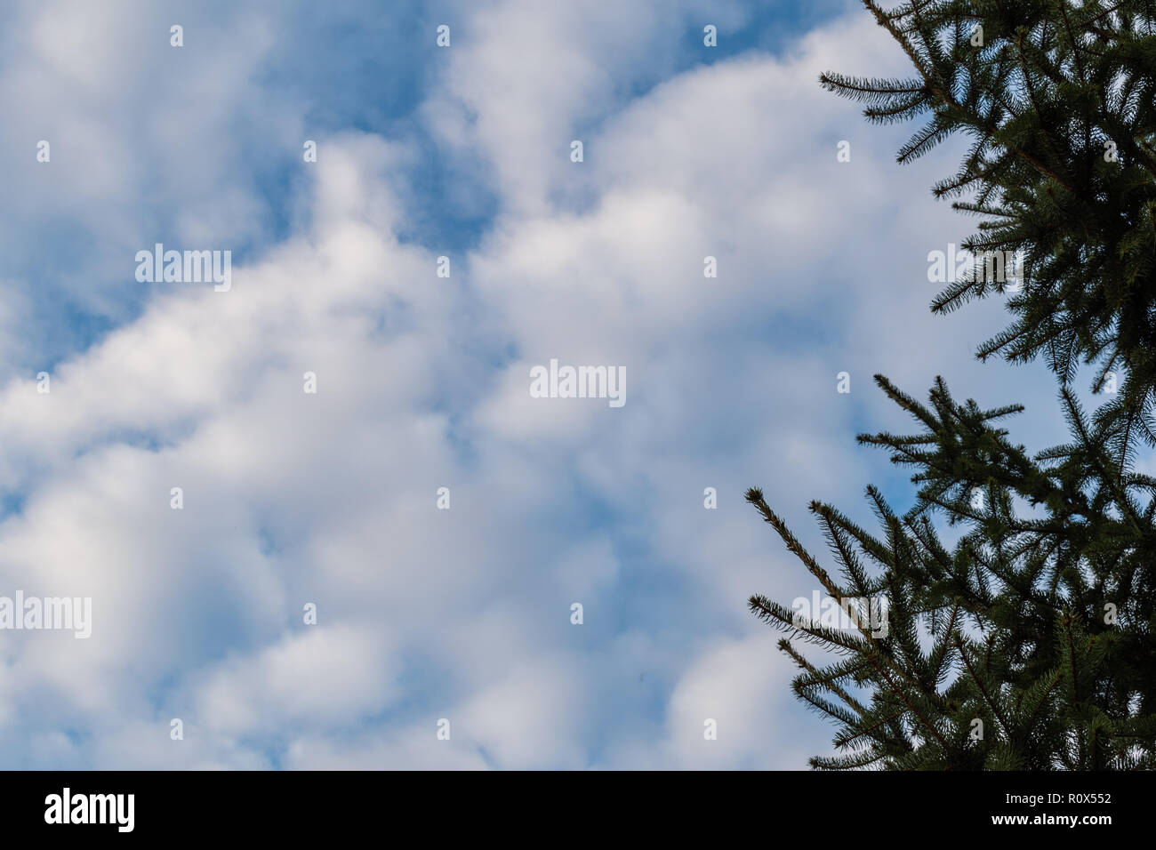 Hintergrund mit Blättern und schönen Wolken Stockfoto