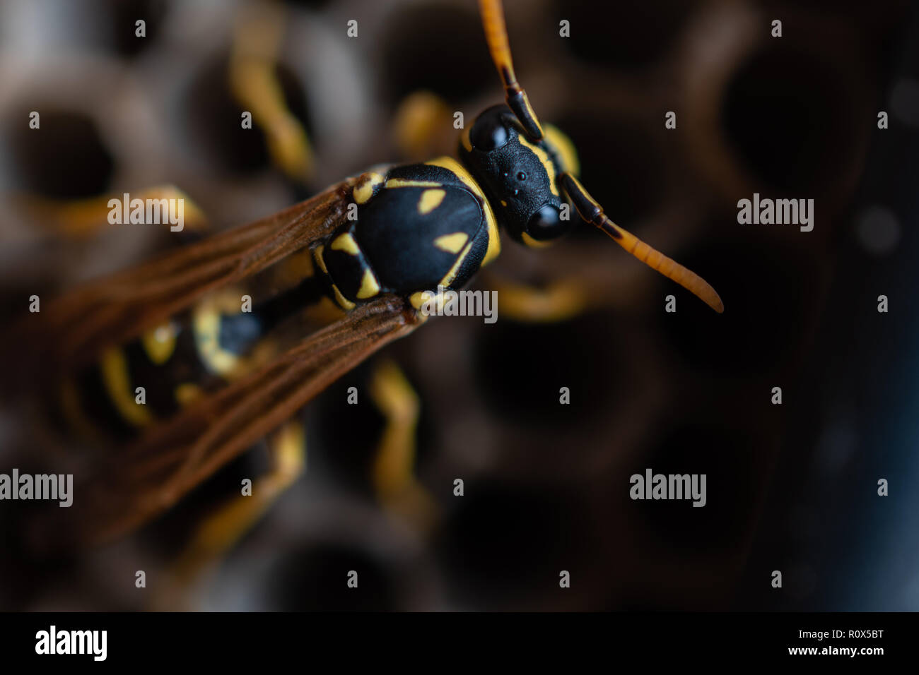Wasp in der vaspiary Stockfoto