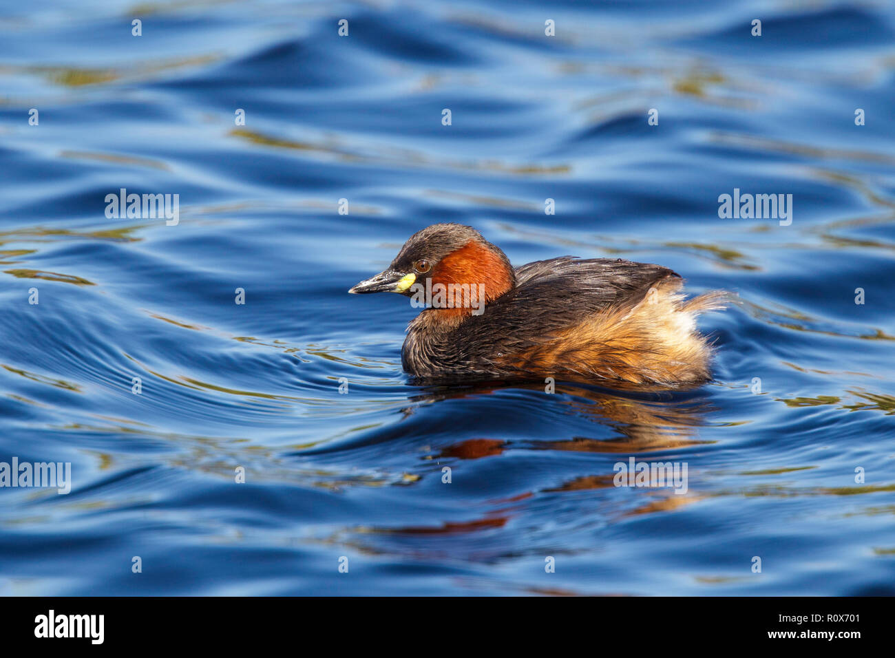 Zwergtaucher Tachybaptus ruficollis capensis in der Nähe von Darling, Western Cape, Südafrika 8 September 2018 nach Podicipedidae Stockfoto