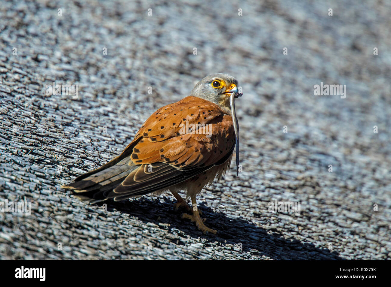 Rock Kestrel Falco rupicolus Geelbek, West Coast National Park, Südafrika 8 September 2018 männlichen Erwachsenen mit einem Graben Skink. Falconidae Stockfoto