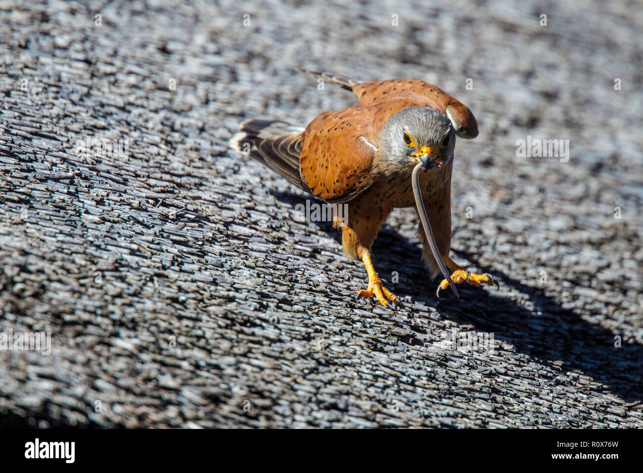 Rock Kestrel Falco rupicolus Geelbek, West Coast National Park, Südafrika 8 September 2018 männlichen Erwachsenen mit einem Graben Skink. Falconidae Stockfoto